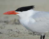 royal tern BRD0210.jpg