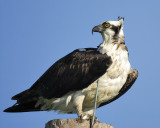 osprey BRD0378.jpg