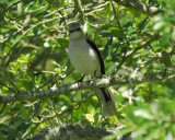 tropical_mockingbird_BRD0724.jpg