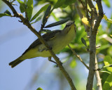 black-whiskered vireo BRD0747.jpg