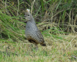 scaled quail BRD1834.jpg