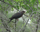 red-billed pigeon BRD1754.jpg