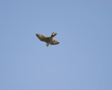 peregrine falcon BRD2259.jpg