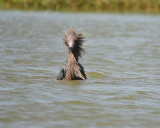 reddish egret BRD2510.jpg