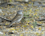 chipping sparrow BRD1365.jpg