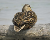 mottled duck BRD1696.jpg