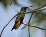 buff-bellied hummingbird BRD0923.jpg