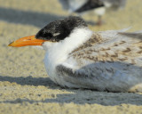 caspian tern BRD3148.JPG