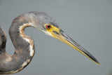 tricolored heron BRD3627.JPG