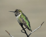 annas hummingbird BRD3990.jpg