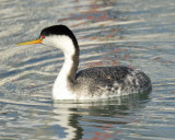 western grebe BRD4062.jpg