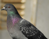 rock pigeon BRD4628.jpg