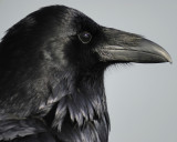 common raven BRD5221.jpg