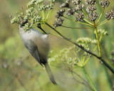 bushtit_BRD5361.jpg