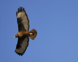 red-tailed hawk BRD5445.jpg