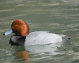 redhead BRD7660.jpg
