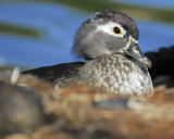 wood duck BRD7565.jpg