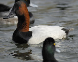 canvasback BRD5874.jpg