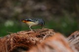 Spotted pardalote_3