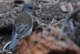 Grey Shrike Thrush 2