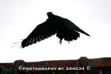 032 raven - corbeau