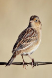 IMG_5057a Grasshopper Sparrow.jpg