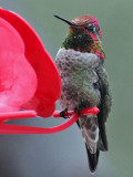 IMG_7713a Annas Hummingbird.jpg