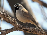 IMG_8640 Black-throated Sparrow.jpg