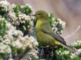 IMG_8500 Orange-crowned Warbler.jpg