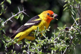 IMG_8218 Western Tanager male.jpg
