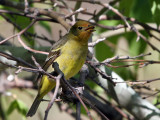 IMG_1298 Western Tanager.jpg