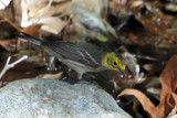 IMG_1820b Hermit  Warbler hybrid female.jpg