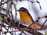 IMG_9537 Yellow-breasted Chat.jpg