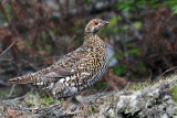 IMG_5880a Spruce Grouse female .jpg