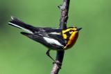 IMG_5299a Blackburnian Warbler male .jpg