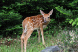 IMG_6397a Fawn.jpg