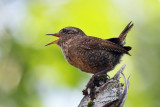 IMG_6392b Winter Wren.jpg