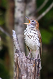 IMG_7319b Wood Thrush.jpg