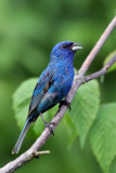 IMG_7679a Indigo Bunting.jpg