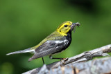 IMG_6811a Black-throated Green Warbler male.jpg