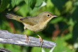 IMG_8674a Common Yellowthroat - juvenile female.jpg