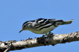 IMG_7830 Black and White Warbler female.jpg