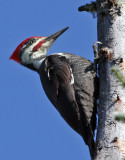 IMG_1230 Pileated Woodpecker male.jpg