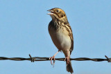 IMG_3033a Bairds Sparrow.jpg