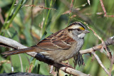 IMG_4214a White-throated Sparrow.jpg