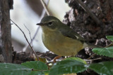 IMG_5313a Black-throated Blue Warbler female.jpg