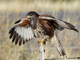 IMG_5381b Harriss Hawk juvenile.jpg