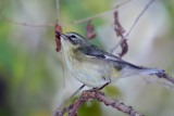 IMG_5323a Black-throated Blue Warbler female.jpg