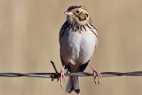 IMG_4990a Bairds Sparrow.jpg