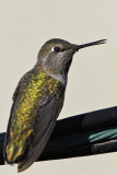 IMG_4359a Annas Hummingbird female.jpg